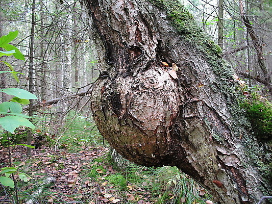 포토 JPG 해외이미지 나무 디자인 사람없음 장식 초록색 손상 나무껍질 자작나무 해외202004 해외포토 식물 컬러 컨셉 껍질 파일형식 이미지허브