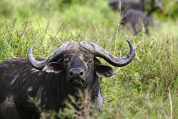 포토 JPG 해외이미지 동물 야생동물 밭 아프리카 자연 휴가 따뜻함 국립공원 사람없음 뜨거움 사파리 케냐 세렝게티 탄자니아 해외202004 해외포토 공원 나라 농업 생태계 파일형식 이미지허브