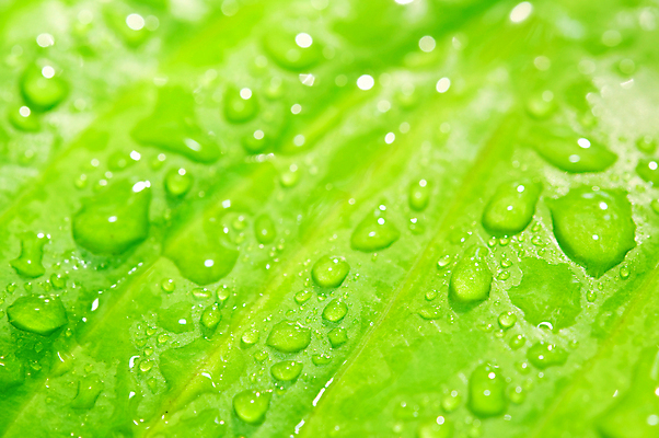 포토 JPG 해외이미지 식물 백그라운드 잎 패턴 자연 표면 새로움 사람없음 초록색 물 여름 환경 활발 젖음 성장 물방울 신선 떨어짐 보호 결과 이슬 청소 빗방울 허브 가득함 질감 정맥 진행 개발 해외202004 해외포토 자연요소 계절 컬러 컨셉 무늬 비_날씨 생태계 혈관 파일형식 이미지허브