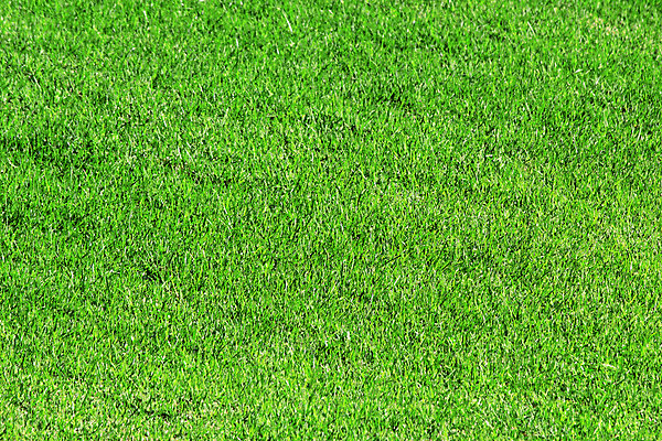 포토 JPG 해외이미지 나무 식물 백그라운드 잎 패턴 밭 자연 표면 추상 프레임 잔디 사람없음 목재 환경 정원 골동품 껍질 나뭇가지 신선 널 작음 피부 묘사 부식 질감 목공예 직사각형 잡동사니 뒤뜰 해외202004 해외포토 도형 무늬 농업 재료 신체부위 크기 공예 생태계 파일형식 이미지허브