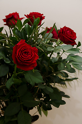 포토 JPG 해외이미지 꽃 꽃다발 자연 선물 사랑 사람없음 빨간색 장미 정물화 해외202004 해외포토 식물 감정 컬러 그림 생태계 파일형식 이미지허브