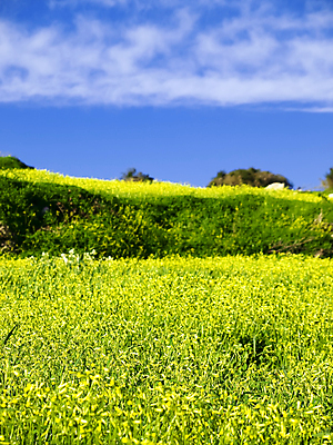 포토 JPG 해외이미지 구름 계절 꽃 도로 백그라운드 컨셉 밭 자연 하늘 풍경 경사 사람없음 초록색 환경 봄 산책 하이킹 시골 언덕 엽서 몰타섬 생태학 원정 특별함 그리너리 해외202004 해외포토 자연요소 식물 교육 길 컬러 섬 농업 교통시설 레저 휴식 편지 생태계 몰타 파일형식 트랜드컬러 이미지허브