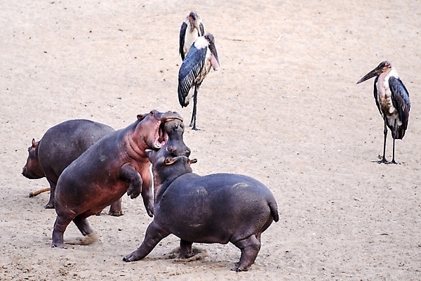 포토 JPG 해외이미지 동물 한마리 공원 얼굴 야생동물 여행 포유류 가족 아프리카 자연 휴식 국립공원 사람없음 물 강 젖음 연못 황무지 보호 씻기 위험 큼 엉덩이 비만 사파리 자연백그라운드 진흙 하마 케냐 무거움 주둥이 대가리 초식 탄자니아 해외202004 해외포토 자연요소 1 공공시설 나라 백그라운드 컨셉 관계 신체부위 청결 무게 크기 몸매 생태계 파일형식 이미지허브