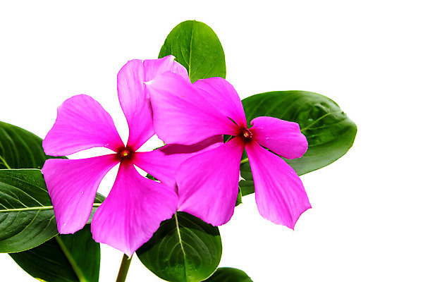 포토 JPG 해외이미지 식물 꽃잎 꽃 분홍색 꽃다발 백그라운드 꽃무늬 오렌지 자연 추상 사람없음 장식 초록색 장미 노란색 봄 벚꽃 흰색 벌집 내추럴 고립 해외202004 해외포토 계절 컬러 무늬 과일 생태계 파일형식 이미지허브