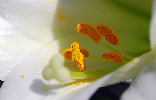 포토 JPG 해외이미지 식물 꽃 자연 사람없음 노란색 정원 봄 흰색 낟알 원예 꽃가루 해외202004 해외포토 계절 컬러 취미 가루 생태계 파일형식 이미지허브
