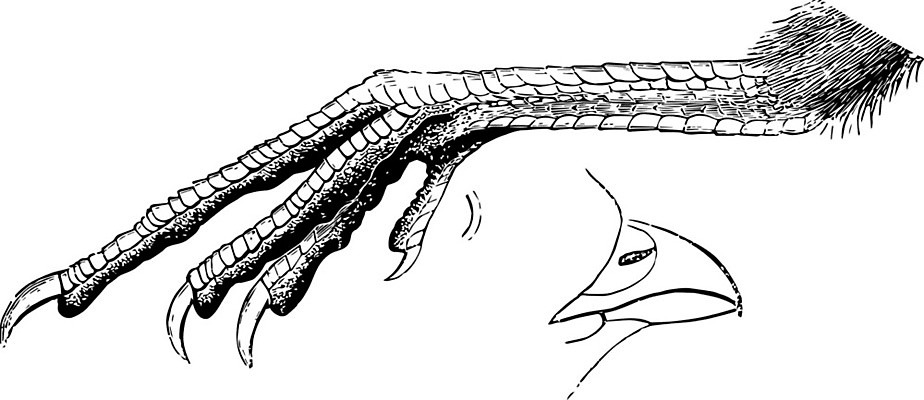 EPS 해외이미지 선 일러스트 미술 갈색 검은색 수확 흰색 그림 판화 계산서 메추리 양발 해외202004 해외일러스트 컬러 농업 문화예술 파일형식 벡터 이미지허브