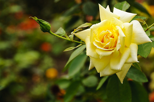 포토 JPG 해외이미지 식물 꽃잎 꽃 백그라운드 잎 자연 사람없음 초록색 컬러풀 장미 정원 벚꽃 신선 닫기 묘사 부드러움 내추럴 해외202004 해외포토 컬러 모션 감각 생태계 파일형식 이미지허브