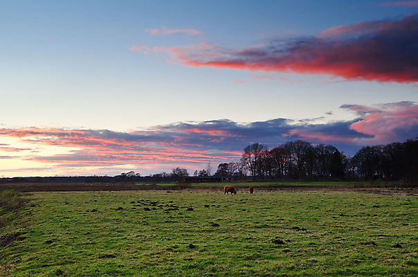 포토 JPG 해외이미지 동물 구름 밭 자연 하늘 사람없음 야외 빨간색 초록색 파란색 농경지 가축 일몰 시골 소 저녁 네덜란드 평야 수평선 해외202004 해외포토 자연요소 유럽 컬러 농업 포유류 농장 노을 야간 생태계 파일형식 이미지허브