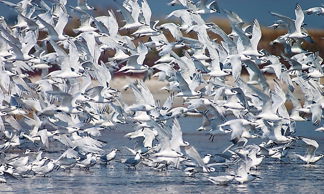 포토 JPG 해외이미지 야생동물 이동 모션 자연 갈매기 조류 사람없음 오르막 해외202004 해외포토 동물 컨셉 생태계 파일형식 이미지허브