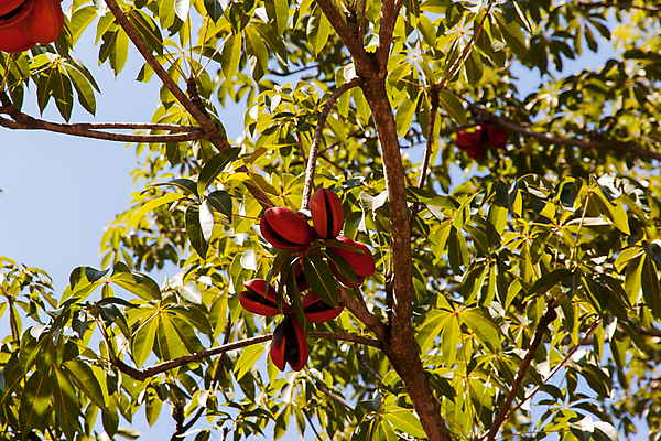 포토 JPG 해외이미지 식물 아시아 잎 태국 자연 씨앗 사람없음 야외 빨간색 상록수 수목 열대기후 해외202004 해외포토 나라 컬러 생태계 파일형식 이미지허브
