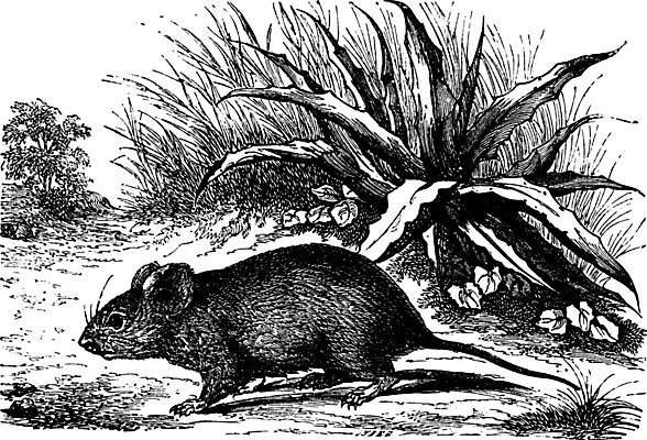 EPS 해외이미지 선 일러스트 미술 검은색 수확 흰색 6 그림 판화 아기사슴 해외202004 해외일러스트 새끼 컬러 농업 문화예술 사슴 숫자 파일형식 벡터 이미지허브