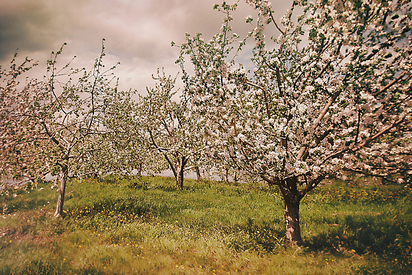포토 JPG 해외이미지 나무 식물 계절 공원 꽃 백그라운드 잎 꽃무늬 밭 농업 과일 하늘 요정 풍경 사람없음 야외 장식 초록색 여름 컬러풀 농장 환경 정원 맑음 봄 성장 벚꽃 흰색 시골 신선 개화 체리 사과 숲 과수원 내추럴 해외202004 해외포토 공공시설 산업 컬러 무늬 날씨 파일형식 이미지허브