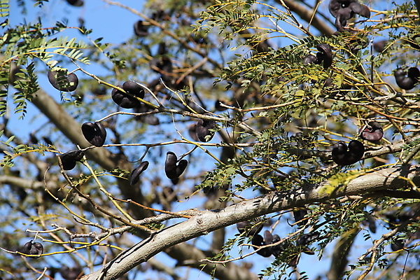 포토 JPG 해외이미지 나무 식물 여행 백그라운드 자연 하늘 풍경 사람없음 초록색 파란색 무화과 내추럴 기생충 전국 해외202004 해외포토 컬러 과일 바이러스 생태계 파일형식 이미지허브