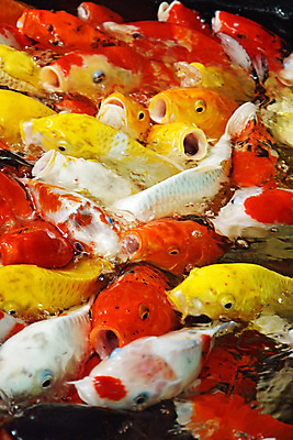 포토 JPG 해외이미지 전통 호수 자연 어류 동양인 취미 사람없음 물 컬러풀 일본 중국 연못 잉어 해외202004 해외포토 자연요소 아시아 컬러 인종 수중동물 생태계 파일형식 이미지허브