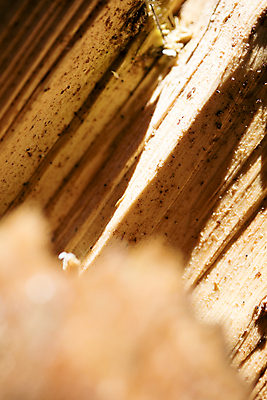 포토 JPG 해외이미지 교육 종이 얼굴 과학 백그라운드 컨셉 생각 추상 아이디어 창조 사람 사람없음 목재 옆모습 머리 환자 마음 시골 퍼즐 질병 뇌 문제 구김 우울증 정신과 지능 타격 편두통 혼란 해외202004 해외포토 나무 뷰포인트 무늬 재료 의학 모션 병원 신체부위 고통 파일형식 이미지허브