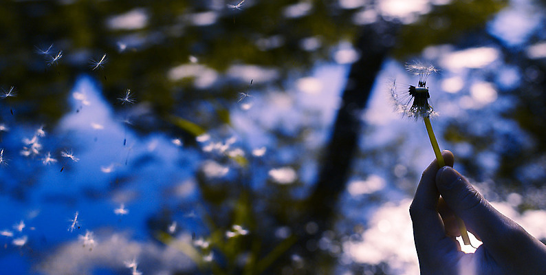 포토 JPG 해외이미지 식물 꽃 백그라운드 자연 바람 씨앗 사람없음 초록색 여름 빛 햇빛 검은색 봄 벚꽃 흰색 신선 변화 민들레 마법 고립 해외202004 해외포토 자연요소 계절 컬러 컨셉 날씨 태양 생태계 파일형식 이미지허브