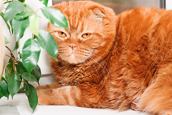 포토 JPG 해외이미지 식물 동물 응시 감정 화초 포즈 창문 털 그림자 앉기 사람없음 가로 초록색 반려동물 고양이 흰색 냄비 큼 육식동물 생강 해외202004 해외포토 시선 컬러 채소 포유류 모션 솥 크기 파일형식 이미지허브