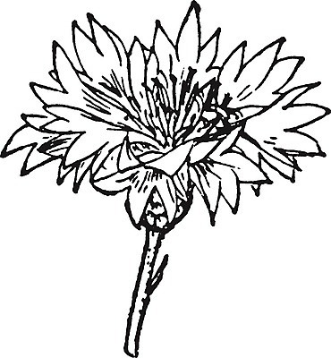 EPS 해외이미지 꽃 선 일러스트 해부 미술 검은색 수확 흰색 그림 판화 수레국화 해외202004 해외일러스트 식물 컬러 농업 의학 문화예술 파일형식 벡터 산업 이미지허브