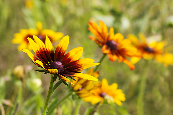 포토 JPG 해외이미지 식물 꽃잎 꽃 꽃무늬 오렌지 자연 해바라기 국화 사람없음 야외 빨간색 초록색 여름 노란색 정원 맑음 검은색 들꽃 신선 닫기 데이지 내추럴 영원 해외202004 해외포토 계절 컬러 무늬 과일 모션 날씨 생태계 파일형식 이미지허브
