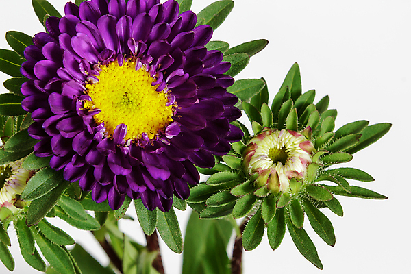 포토 JPG 해외이미지 식물 계절 꽃잎 꽃 줄기 백그라운드 잎 가족 자연 선물 사랑 사람없음 여름 컬러풀 태양 머리 정원 보라색 중국 봄 벚꽃 흰색 개화 제비꽃 향기 내추럴 고립 혼자 해외202004 해외포토 자연요소 감정 아시아 컬러 관계 신체부위 생태계 냄새 파일형식 이미지허브