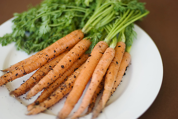 포토 JPG 해외이미지 접시 농업 채소 오렌지 건강 사람없음 환경 흙 당근 수확 신선 닫기 원예 뿌리 유지 내추럴 해외202004 해외포토 식기 산업 과일 모션 뿌리채소 취미 파일형식 이미지허브