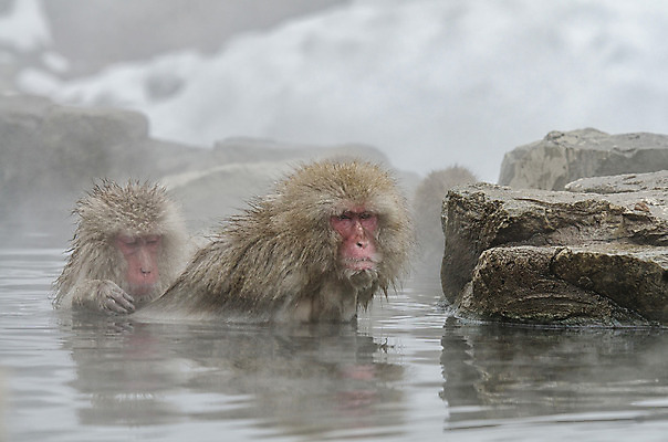 포토 JPG 해외이미지 나무 동물 공원 얼굴 야생동물 분홍색 조각 겨울 포유류 털 사람 사람없음 갈색 걷기 일본 얼음 봄 산책 추위 원숭이 표현 관찰 뜨거움 호기심 오르기 유인원 폭설 해외202004 해외포토 자연요소 식물 계절 공공시설 감정 아시아 컬러 컨셉 모션 휴식 눈_날씨 신체부위 자연재해 파일형식 이미지허브