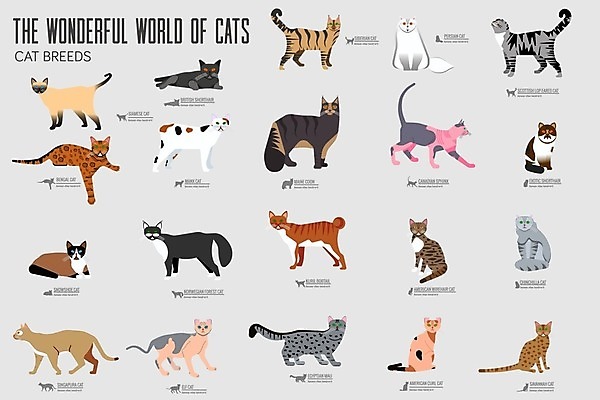 EPS 해외이미지 클립아트 백그라운드 캐나다 일러스트 영국 털 요정 이집트 노르웨이 서기 앉기 세트 컬러풀 걷기 고양이 숲 만화 자르기 육식동물 사냥꾼 얼룩무늬 스핑크스 생강 거짓말 경보 고립 동반자 사바나 설피 시베리아 엘리먼트 유래 이국적 충실 스코틀랜드 해외202004 해외일러스트 동물 직업 유럽 컬러 북아메리카 무늬 채소 포유류 모션 아프리카 반려동물 파일형식 벡터 이미지허브