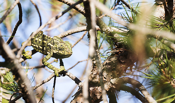 포토 JPG 해외이미지 주간 동물 1 공원 파충류 자연 사람없음 야외 초록색 빛 시간 닫기 지중해 포르투갈 묘사 싱글 내추럴 카멜레온 해외202004 해외포토 자연요소 공공시설 유럽 바다 컬러 모션 생태계 파일형식 이미지허브