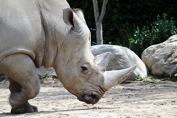 포토 JPG 해외이미지 동물 야생동물 포유류 아프리카 자연 뿔 사람없음 흰색 사파리 먼지 코뿔소 해외202004 해외포토 나라 컬러 생태계 파일형식 이미지허브