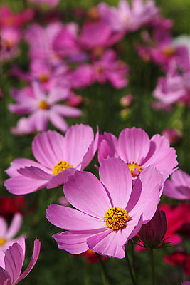 포토 JPG 해외이미지 식물 꽃 분홍색 백그라운드 밭 자연 사람없음 야외 장식 초록색 컬러풀 정원 보라색 봄 가을 시골 개화 코스모스 해외202004 해외포토 계절 컬러 농업 생태계 파일형식 이미지허브