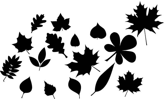 EPS 해외이미지 모양 나무 식물 디자인 계절 실루엣 백그라운드 단풍 잎 패턴 일러스트 자연 세트 환경 검은색 가을 흰색 수집 생물학 고립 해외202004 해외일러스트 교육 컬러 무늬 촬영기법 생태계 파일형식 벡터 이미지허브