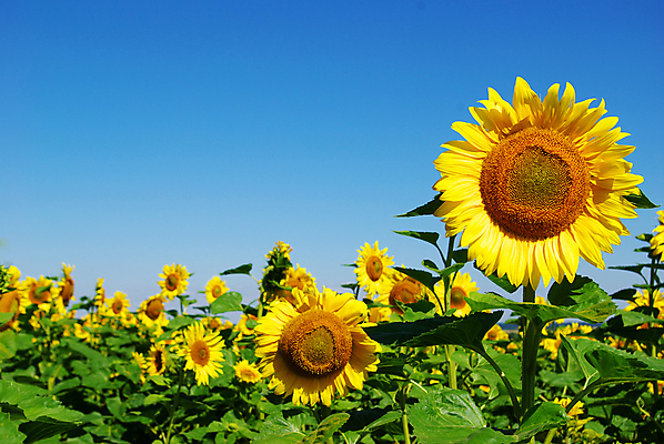 포토 JPG 해외이미지 식물 꽃 문화 지구 밭 농업 자연 하늘 해바라기 풍경 사람없음 야외 초록색 파란색 농장 노란색 맑음 활발 성장 시골 장면 흐림 해외202004 해외포토 산업 컬러 컨셉 날씨 생태계 파일형식 이미지허브