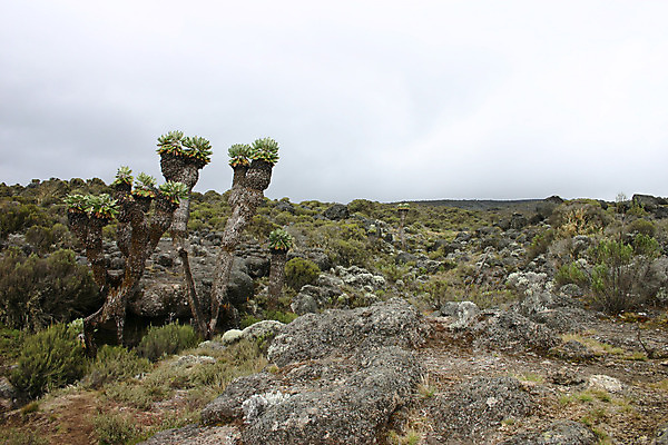 포토 JPG 해외이미지 나무 식물 공원 야생동물 여행 아프리카 자연 하늘 풍경 사람없음 야외 초록색 여름 태양 일출 환경 검은색 일몰 새벽 황무지 사파리 케냐 남쪽 내추럴 사바나 세렝게티 전국 탄자니아 해외202004 해외포토 자연요소 동물 계절 공공시설 나라 컬러 노을 방향 생태계 파일형식 이미지허브