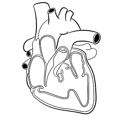 EPS 해외이미지 과학 십자가 신체 일러스트 부분 해부 근육 실내 건강 사람 내부 검은색 흰색 하트 심장 오픈 혈액 오르간 맥박 왼쪽 회의실 그림 생물학 순환 시스템 정맥 펌프 고립 심장병 해외202004 해외일러스트 모양 교육 컬러 의학 모션 장기_의학 건반악기 질병 방향 혈관 파일형식 벡터 이미지허브