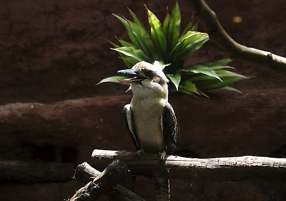 포토 JPG 해외이미지 동물 응시 시선 얼굴 야생동물 백그라운드 날개 자연 조류 어업 웃음 앉기 사람없음 야외 갈색 환경 검은색 봄 흰색 호주 보호 숲 큼 깃털 부리 육식동물 시끄러움 육식 솜털 내추럴 동물상 물총새 혼자 해외202004 해외포토 계절 산업 컬러 컨셉 모션 표정 신체부위 조형물 오세아니아 크기 생태계 파일형식 이미지허브