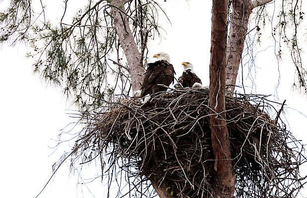 포토 JPG 해외이미지 야생동물 가족 자연 조류 병아리 성인 사람없음 미국 아기 둥지 육식동물 플로리다 해외202004 해외포토 동물 북아메리카 관계 사람 생태계 파일형식 이미지허브