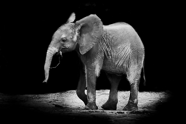 포토 JPG 해외이미지 동물 1 얼굴 야생동물 포유류 엄마 코끼리 흑백 안전 사람없음 머리 검은색 사진촬영 기댐 터치 흰색 아기 소 보호 작음 송아지 나미비아 돌봄 안락 해외202004 해외포토 새끼 컬러 컨셉 가족 모션 촬영기법 사람 신체부위 촬영 크기 남아프리카 파일형식 이미지허브