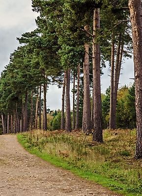 포토 JPG 해외이미지 나무 길 겨울 날씨 영국 잉글랜드 사람없음 목재 초록색 가을 소나무 숲 큼 흐림 삼림지대 선로 해외202004 해외포토 식물 계절 유럽 컬러 재료 크기 파일형식 이미지허브