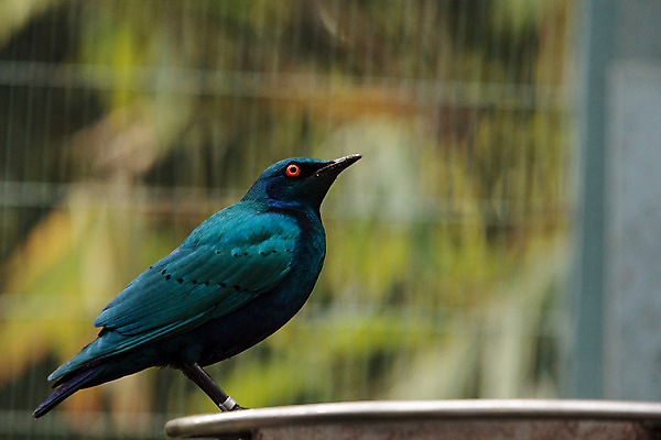 포토 JPG 해외이미지 아프리카 조류 사람없음 파란색 깃털 해외202004 해외포토 동물 나라 컬러 파일형식 이미지허브