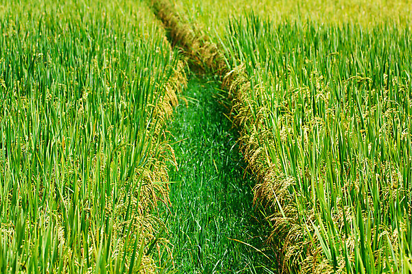 포토 JPG 해외이미지 아시아 음식 백그라운드 잎 농업 자연 밥 풍경 사람없음 야외 초록색 농작물 컬러풀 농장 노란색 정원 수확 가을 흰색 나뭇가지 시골 베트남 내추럴 논밭 숙성 해외202004 해외포토 나무 식물 계절 나라 산업 컬러 밭 논 동남아시아 생태계 파일형식 이미지허브