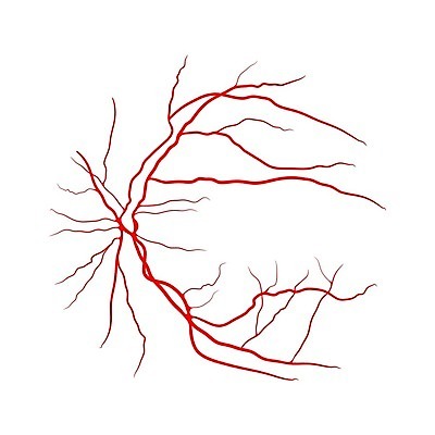 EPS 해외이미지 클립아트 모양 디자인 백그라운드 컨셉 곡선 일러스트 해부 실내 건강 사람 그래픽 빨간색 약 흰색 혈액 눈동자 만화 심볼 오브젝트 사인 흰배경 질감 생물학 함선 거미 시스템 동맥 정맥 고립 엘리먼트 해외202004 해외일러스트 교육 선 컬러 곤충 배_교통 의학 내부 눈_신체부위 혈관 파일형식 벡터 이미지허브