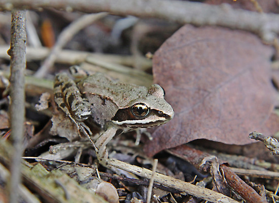포토 JPG 해외이미지 야생동물 자연 개구리 양서류 사람없음 나뭇가지 막대기 떠남 해외202004 해외포토 나무 동물 모션 생태계 파일형식 이미지허브