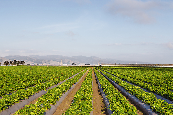 포토 JPG 해외이미지 잡화 음식 농업 재료 자연 풍경 사람없음 야외 농작물 컬러풀 수확 신선 시장 트랙 캘리포니아 해외202004 해외포토 산업 컬러 미국 생태계 파일형식 이미지허브