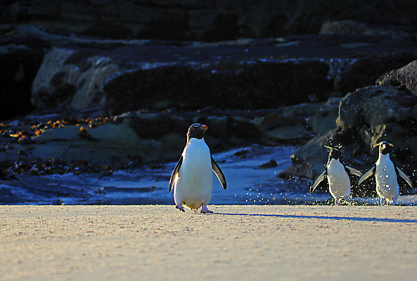 포토 JPG 해외이미지 동물 야생동물 섬 백그라운드 자연 조류 성인 사람없음 파란색 컬러풀 노란색 검은색 흰색 닫기 눈썹 남극 깃털 펭귄 부리 목 남쪽 고립 식민지 해외202004 해외포토 얼굴 컬러 모션 사람 신체부위 극지방 방향 생태계 파일형식 이미지허브