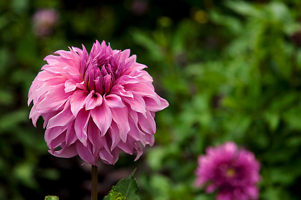 포토 JPG 해외이미지 식물 꽃 캐나다 사람없음 정원 도시 식물원 타운 몬트리올 해외202004 해외포토 북아메리카 파일형식 이미지허브