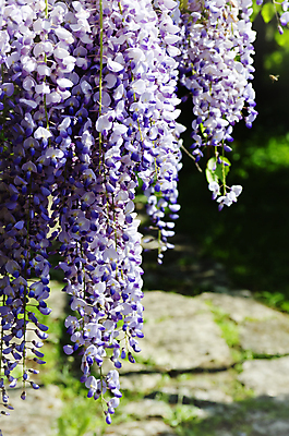 포토 JPG 해외이미지 나무 식물 꽃 분홍색 잎 자연 사람없음 초록색 정원 보라색 봄 벚꽃 개화 제비꽃 원예 라일락 내추럴 해외202004 해외포토 계절 컬러 취미 생태계 파일형식 이미지허브