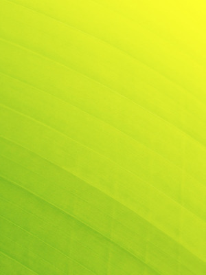 포토 JPG 해외이미지 디자인 선 백그라운드 패턴 자연 벽지 추상 사람없음 초록색 질감 해외202004 해외포토 컬러 무늬 생태계 파일형식 이미지허브