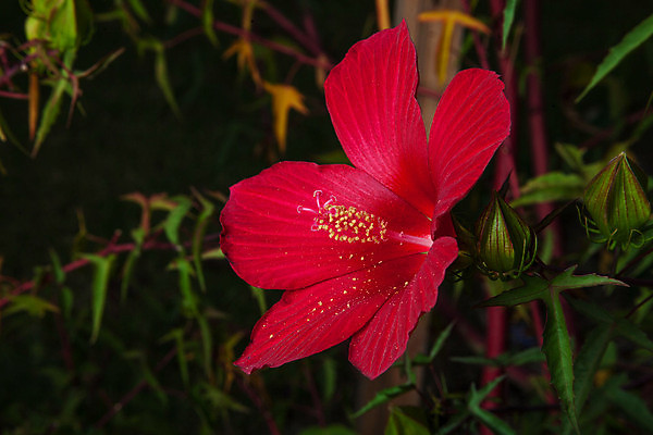 포토 JPG 해외이미지 식물 꽃잎 꽃 잎 자연 사람없음 장식 빨간색 정원 꽃가루 꽃수술 히비스커스 해외202004 해외포토 컬러 가루 생태계 파일형식 이미지허브