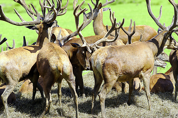 포토 JPG 해외이미지 동물 공원 남자 포유류 자연 사슴 뿔 동물원 서기 사람없음 목재 달러 그룹 군중 황소 밀짚 동물상 해외202004 해외포토 나무 공공시설 돈 재료 모션 사람 조형물 소 짚 생태계 파일형식 이미지허브