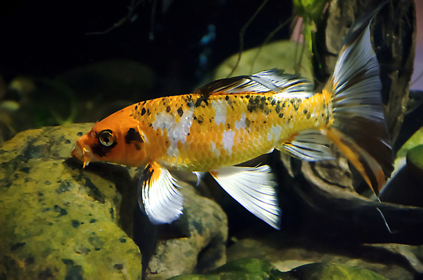 포토 JPG 해외이미지 식물 전통 디자인 옷 야생동물 백그라운드 패턴 오렌지 바지 자연 표면 휴식 어류 취미 사람없음 장식 물 파란색 빛 반려동물 청춘 컬러풀 유행 환경 수중 어둠 침묵 전시 직물 도시 면 남색 질감 땀 탱크 캔버스 암초 수족관 커뮤니티 섬유 리빙 발견 그런지 아마존 옛날 터키석 생존 스타일 해외202004 해외포토 자연요소 동물 컬러 컨셉 무늬 과일 하의 수중동물 소리 보석 생태계 파일형식 이미지허브